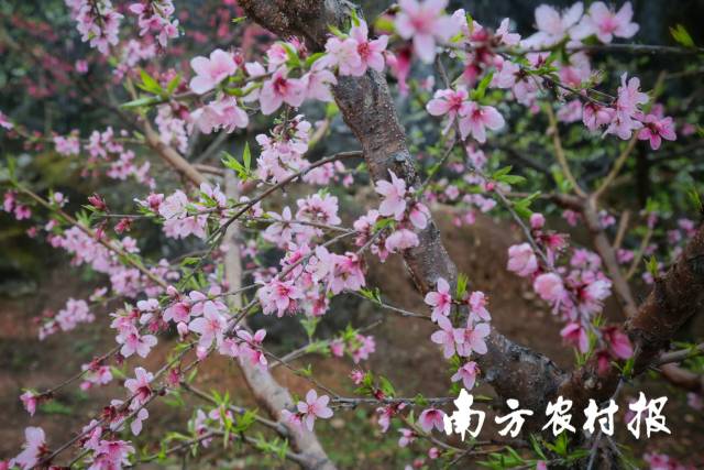 桃花。吴秒衡摄 