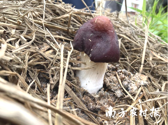 采摘时节，一颗颗红松茸从“稻草被”中探出头。