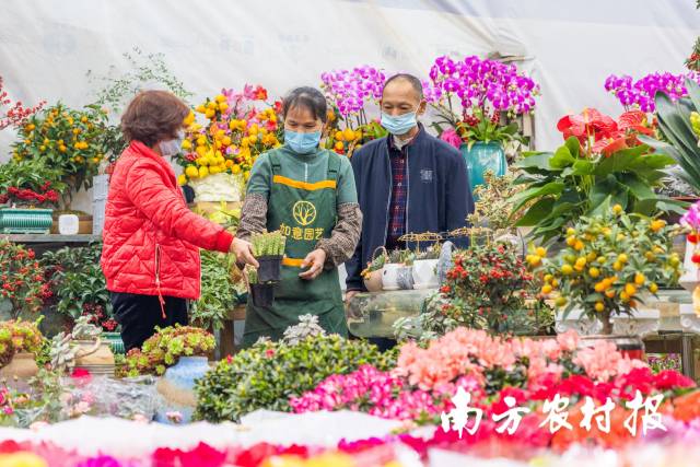 除了顏色艷麗的花,，多肉“錢(qián)串子”也深得消費(fèi)者喜愛(ài),。