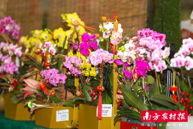 各式兰花正等待市民选购。