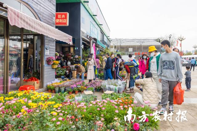 五顏六色的花卉,，吸引市民駐足。 