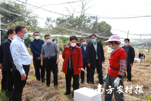 2023年1月6日，广东省委农办常务副主任、省农业农村厅党组副书记、省乡村振兴局常务副局长黎明一行到电白区那霍镇调研红松茸产业发展情况。