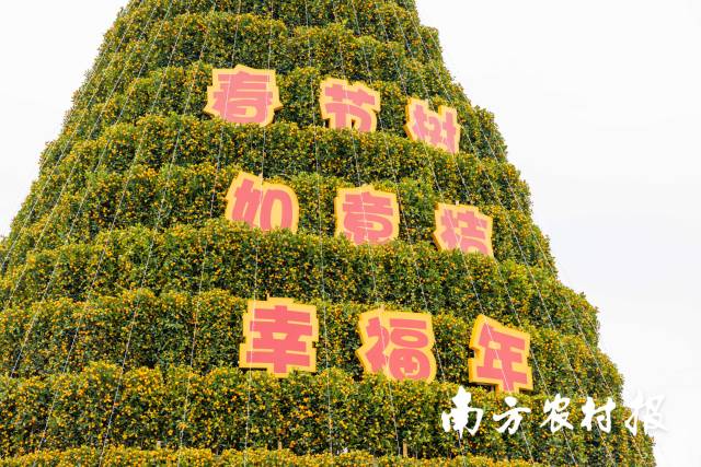 年桔塔上的“春节树 如意桔 幸福年”的字样蕴含着人们对新年的向往和期待