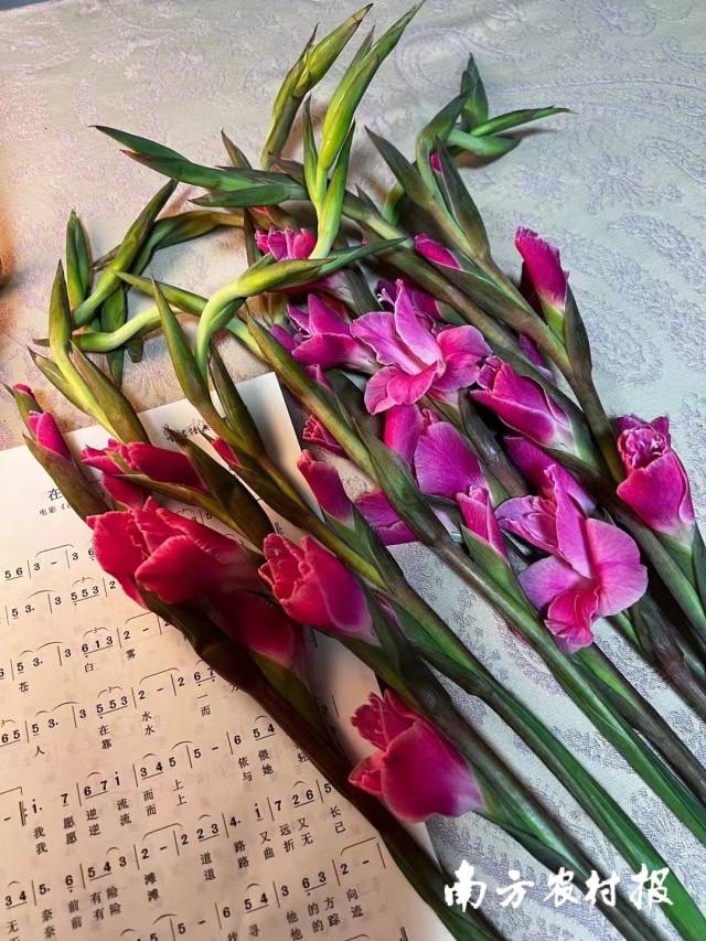 剑兰。黄慕冰摄