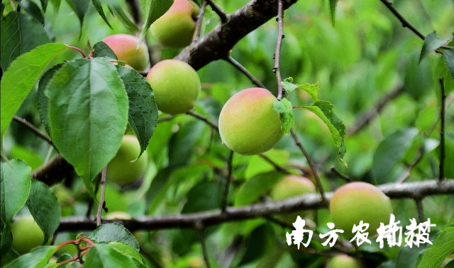“维C炸弹”广东青梅饮——“潮梅”正式上架京东商城！