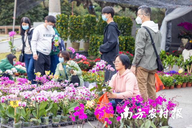 每年的農(nóng)歷臘月初五到廿五是蝴蝶蘭的銷(xiāo)售旺季,，各色蝴蝶蘭都能得到街坊們的青睞。 