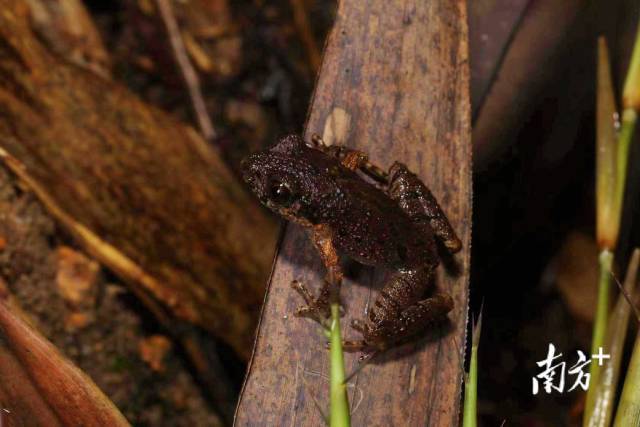 在广东连山笔架山省级自然保护区内发现的全球新物种——密疣掌突蟾。保护区供图