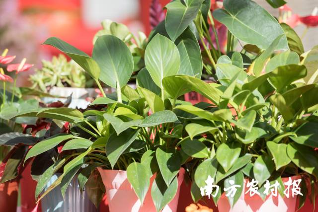 绿萝。吴秒衡摄