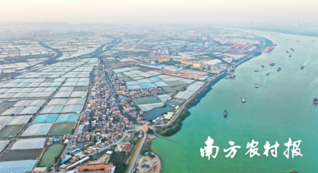 睦洲镇以产业振兴惠民生。