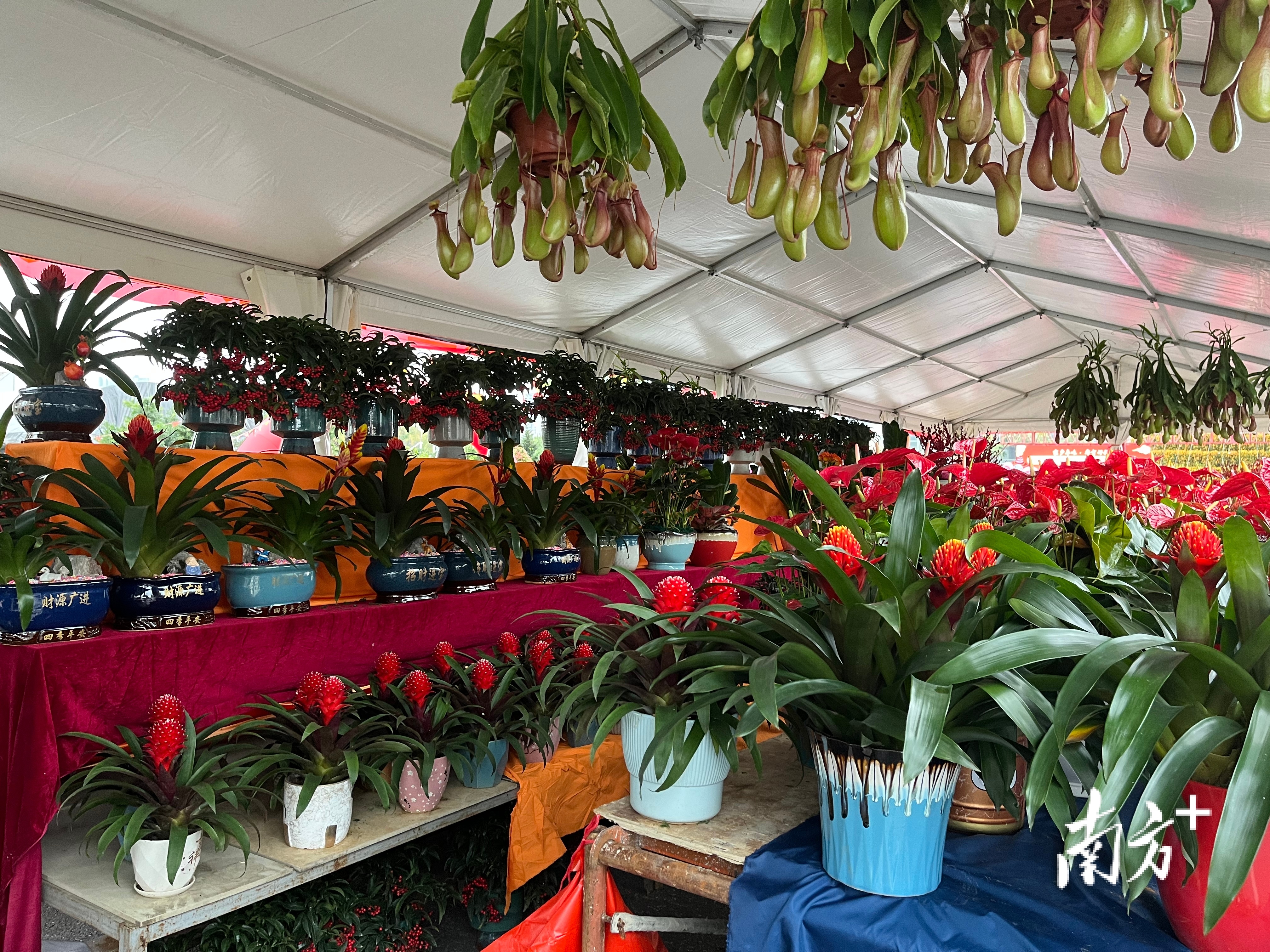 陈村迎春花市花卉齐全。