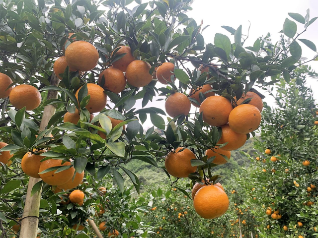 广东地理标志农产品德庆贡柑 