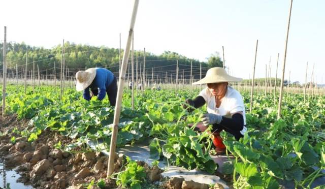 南方农村报 郑建斯 拍摄