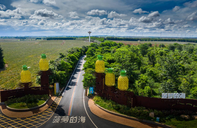 徐闻菠萝的海。摄影 陈北跑