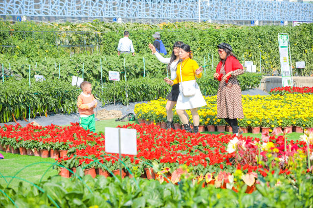 广州市民在天河智慧农业公园赏花