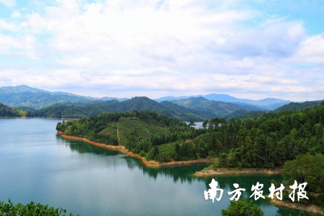 丹霞天雄茶叶茶园风光 