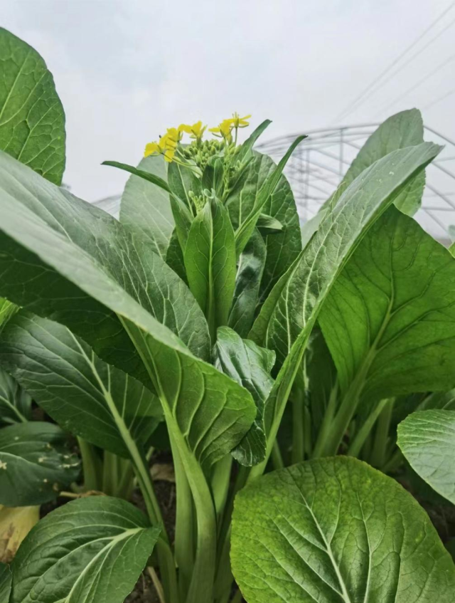 广东地理标志农产品连州菜心 