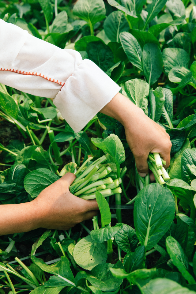 年货节，一起摘青菜。