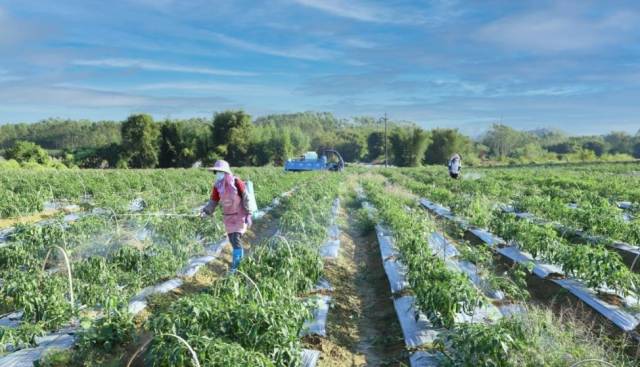 南方农村报 郑建斯 拍摄