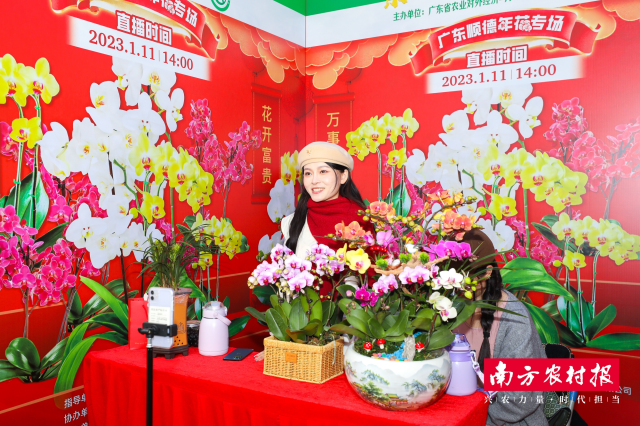 广东顺德年花直播专场