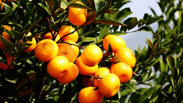 快过年了！了解“年味”浓郁的潮州传统过年习俗