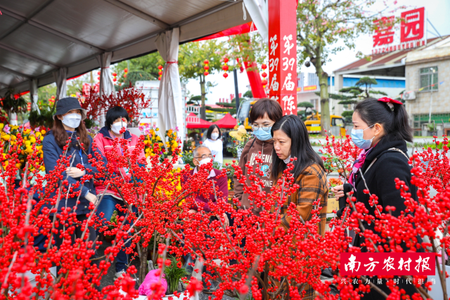 顺德陈村迎春花市打造十里花街 
