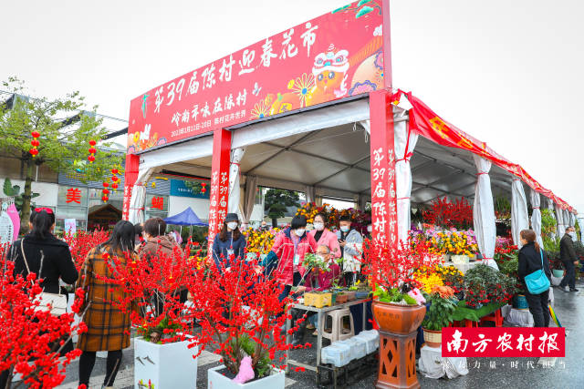 快评丨线下花市重启，共赴明媚春光