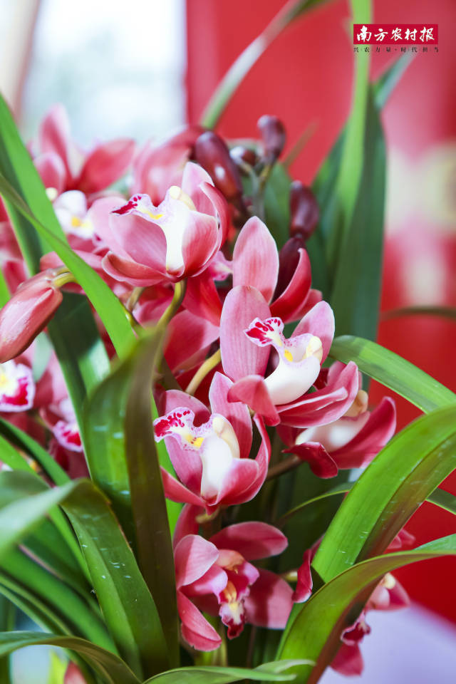 1  南方农村报 晁海娟 拍摄