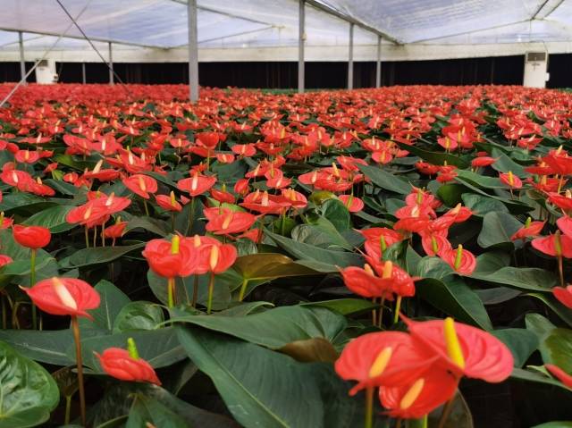广州花卉研究中心的科研红掌成为盒马热门年宵花