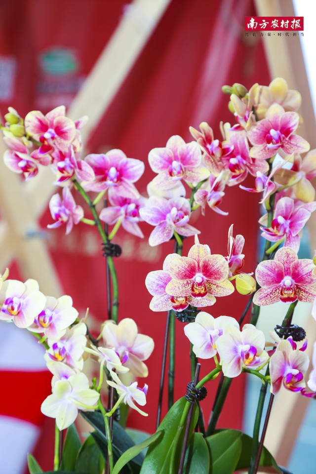 南方农村报 晁海娟 拍摄