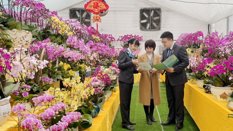 有钱周转心不慌，陈村年花生意旺 | 家乡年味 粤有好礼⑩