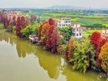 图集|冬日限定,南沙榄核水杉如画