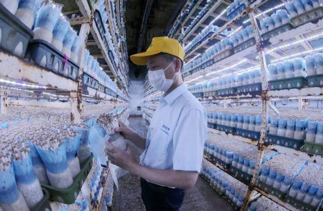 星河生物食用菌培育车间。