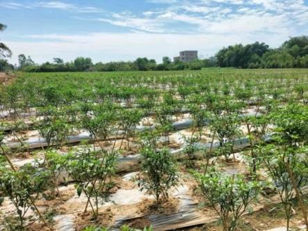 帮扶任务量化！肇庆率先出台2023年驻镇帮镇扶村工作指引