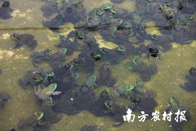 南方农村报 莫景文 拍摄