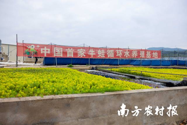 南方农村报 莫景文 拍摄