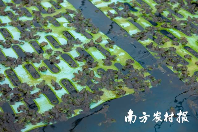 南方农村报 莫景文 拍摄