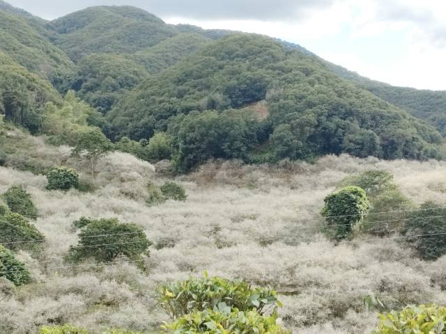 揭西县坪上镇潭角村的万亩梅花