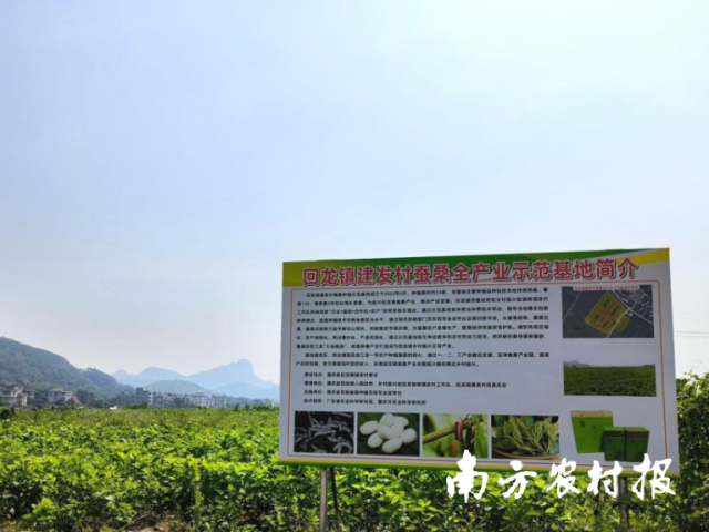 如何做好乡村振兴驻镇帮镇扶村？驻德庆回龙镇工作队这样干