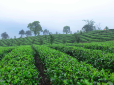 广东省农产品出口示范基地拟通过名单发布，4个茶叶种植基地入围