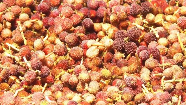 广宁赤坑砂仁。