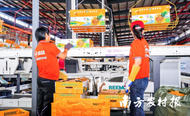 徐闻菠萝标准化包装车间