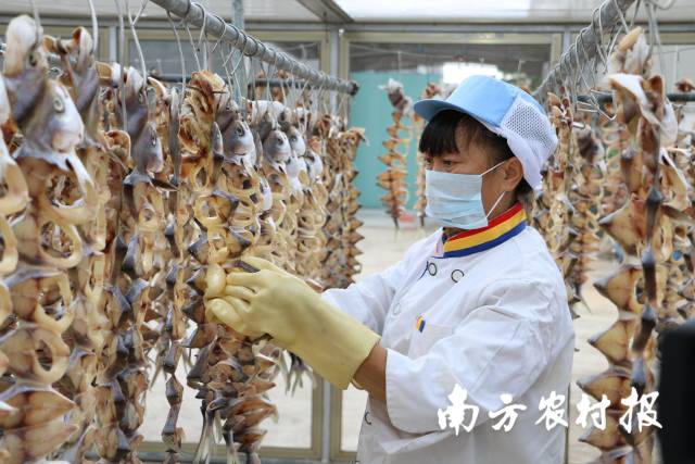 金鲳是湛江代表性水产品之一。  粤海饲料 谢镇伟 拍摄