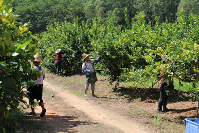 台湾柚香柠檬在博罗长势喜人