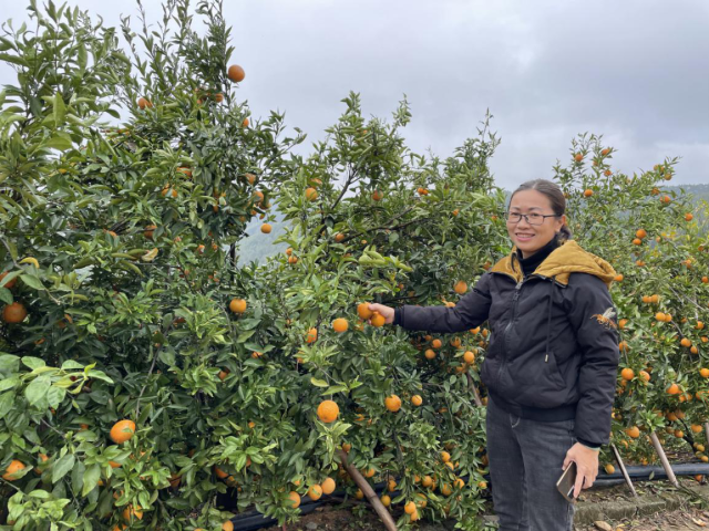   柑橘产销两旺让苏燕媚笑逐颜开
