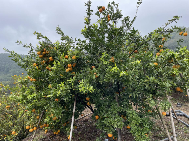 博罗年橘正进入销售旺季