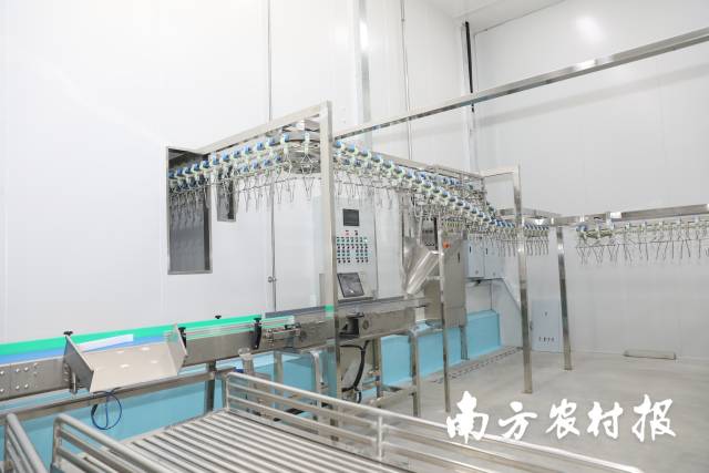 龙门县三黄胡须鸡省级现代农业产业园