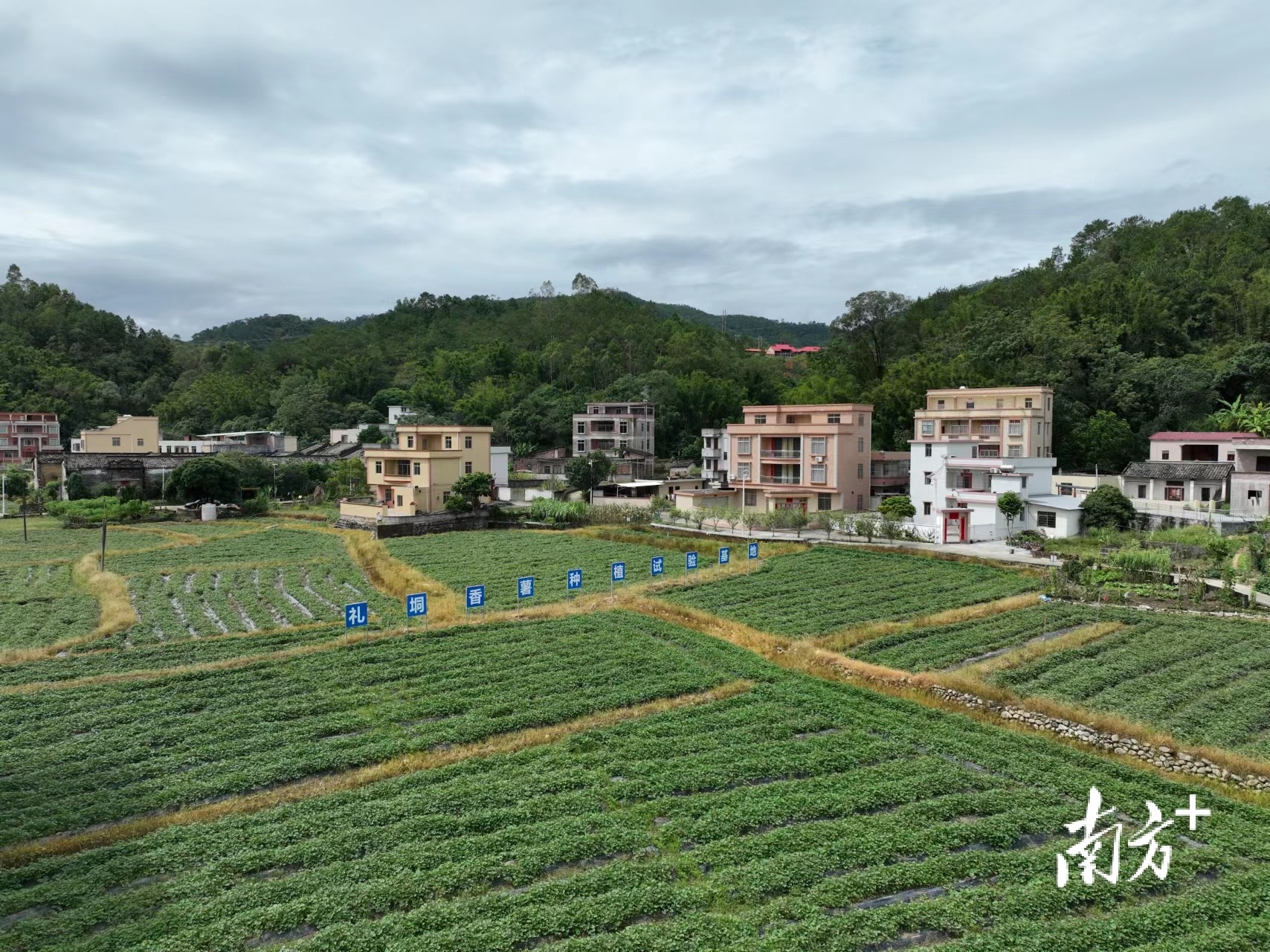 信宜市东镇街道礼垌村香薯种植基地