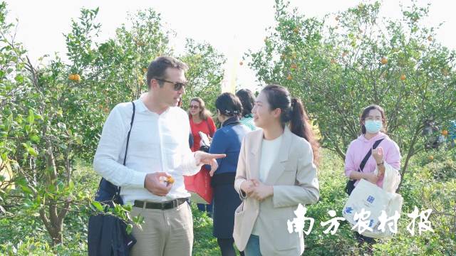 “贡柑妹妹”陈慧（右二）与国际友人交流。