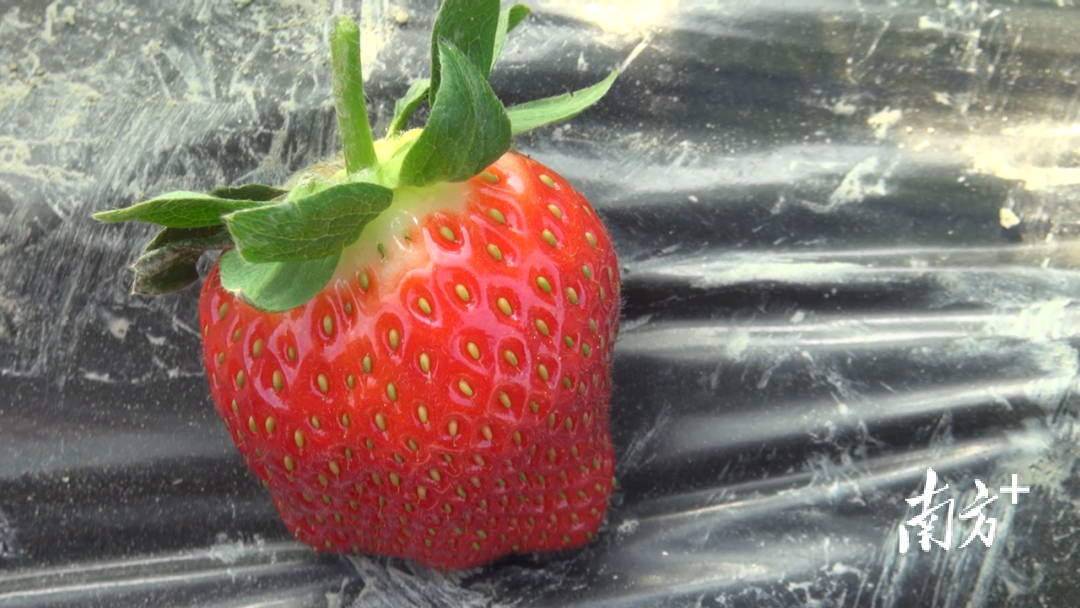 试种成功!韶关新丰也有丹东草莓了。