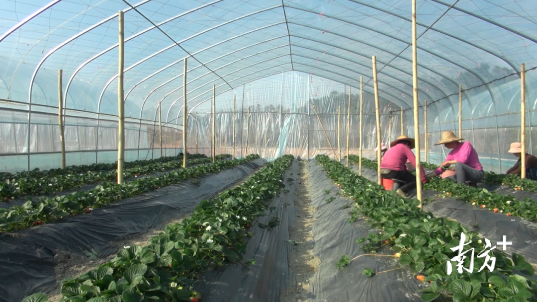 试种成功!韶关新丰也有丹东草莓了。